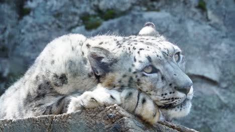 Der-snow-leopard