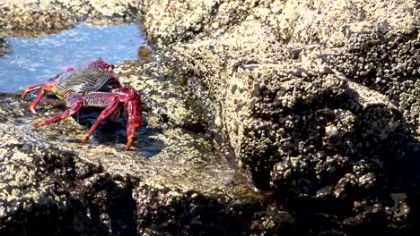 Crab,-Plagusia-depresse,-Klippenkrabbe,-Krabbe,-cliff,-rock,-animal-behavior,-fuerteventura,-4K