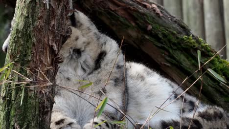 Gesicht-Porträt-von-Snow-Leopard---Irbis-(Panthera-Uncia).