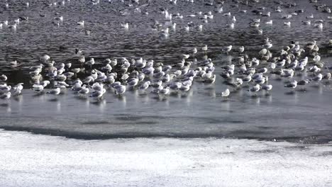 Pack-de-mar-las-gaviotas-Larus-marinus-en-el-hielo-del-lago-en-la-primavera