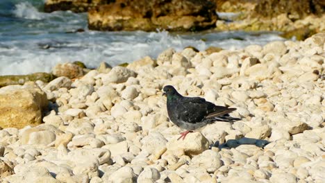 Paloma-en-la-playa-de-mar