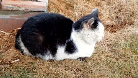 Gato-descansando