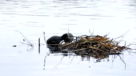 Springtime.-Coots-water-birds-mating