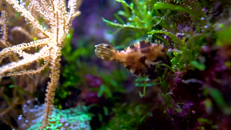 Tropical-fish-close-up-shallow-depth-of-field