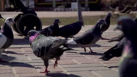 Palomas-urbanas-en-la-carretera