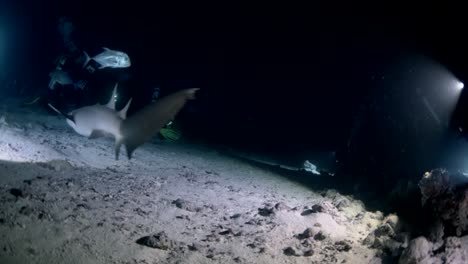 Nurse-sharks-swiming-at-night