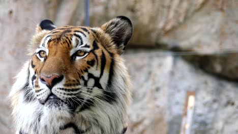 Niedlichen-Tiger-in-der-Natur