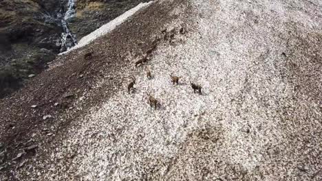 Grupo-del-ibex-alpestre-en-el-campo-de-nieve-en-temporada-de-primavera-que-camuflarse-con-la-nieve-sucia-de-escombros.-Italia,-Alpes-Orobie