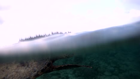 Flache-Lagune-Wasser-mit-Meeresschildkröten-Schwimmen-in-der-Nähe-von-Coral-Reef