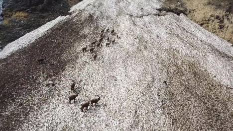 Gruppe-der-Alpensteinbock-auf-Schneefeld-im-Frühling-die-tarnen-sich-mit-den-schmutzigen-Schnee-von-Schutt.-Italien,-Orobie-Alpen