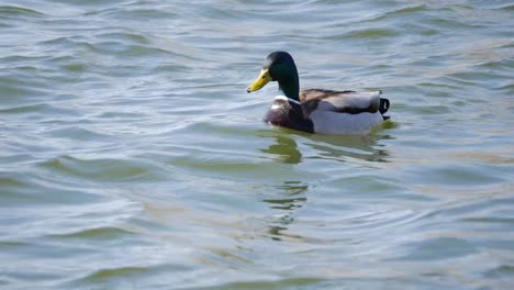 Ducks-swimming-in-swamp-in-summer,-close-up