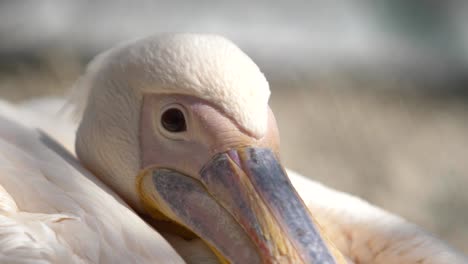 the-head-of-a-pink-pelican-is-large