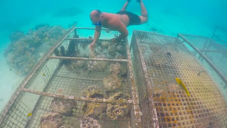 Riesenmuscheln-Bauernhof-in-Rarotonga,-Cook-Islands