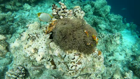 Marine-Reef-Life-With-Fish-Swimming-On-Corals