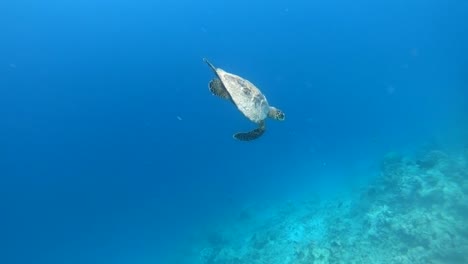 Underwater-Environment-With-Sea-Turtle-Swimming-In-Ocean