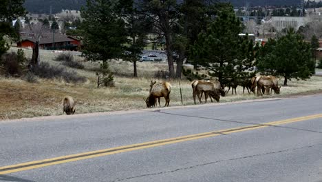 Alces-en-Estes-Park