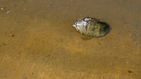 Tortugas-de-fango