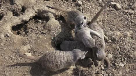 Grupo-meercats-(Suricata-suricatta)-lucha.-Suricatas-jugando-en-la-arena.