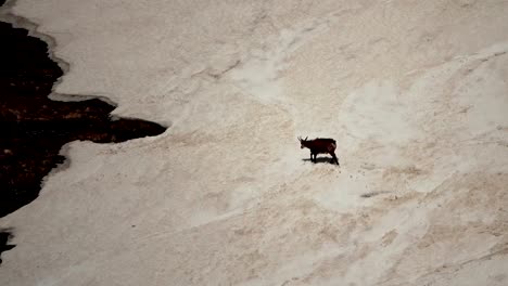 chamois-in-the-spring