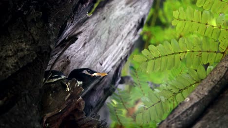 Vögel-im-Nest-des-Vogels