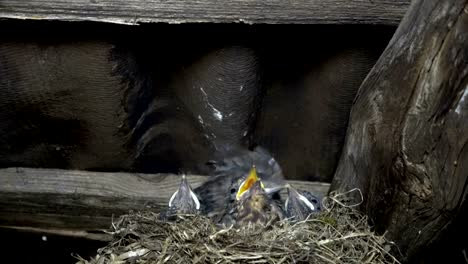 Eurasian-Blackbird,-Turdus-merula,-with-young-birds-in-the-nest,-feeding-and-hygiene
