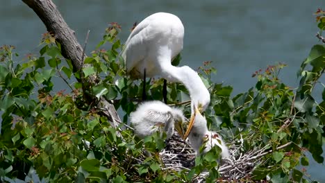 Enclavado-gran-garzas-se-alimentan-a-la-colonia-de-isla-alta