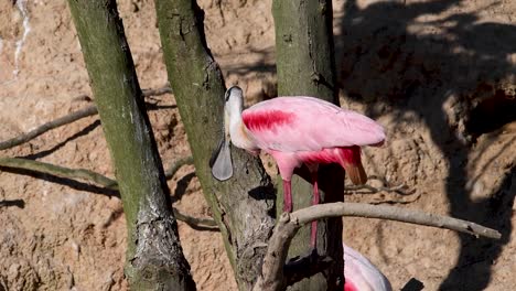 Rosige-Löffler-putzen-in-High-Island-Rookery