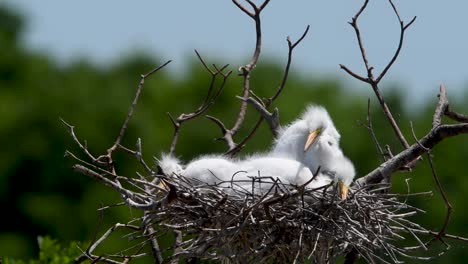 Verschlafene-eingebettet-Silberreiher-auf-dem-hohen-Insel-Rookery