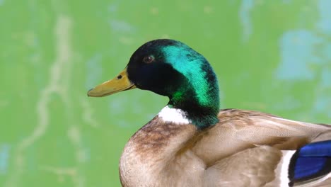 Drake-male-close-up