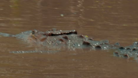 The-rear-view-of-a-crocodile-as-it-navigates-the-muddy-banks-of-a-river