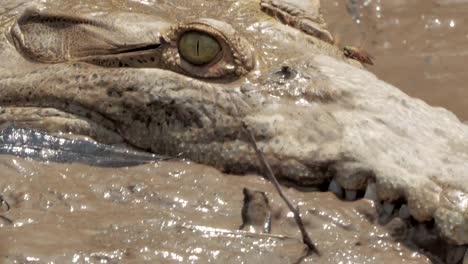 Salvaje-cocodrilo-en-un-río-de-Costa-Rica.