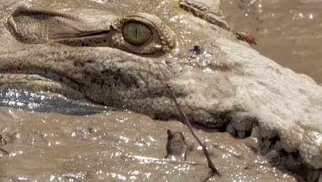 Wilden-Krokodil-in-einem-Fluss-in-Costa-Rica.