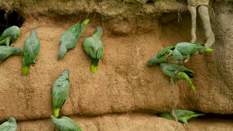 Mealy-Parrots-and-a-Curly-Hanging-Root-at-a-Clay-Lick