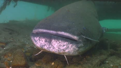 Portrait-Face-shot-of-Giant-Wels-Catfish,-underwater-shot