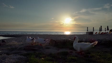 Eine-Gruppe-von-Enten-bei-Sonnenuntergang-am-Meer-kehrt-nach-Hause-zurück.