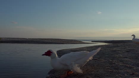 A-group-of-ducks-at-sunset-by-the-sea-returns-home