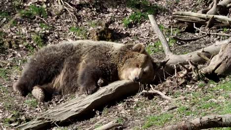 Oso-durmiendo.-Oso-durmiendo-encima-de-una-colina-en-el-bosque.-(ursus-arctos)