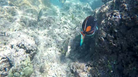 maurische-Idol-Hanauma-bay