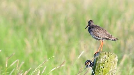 Redshank-or-Common-Redshank-sitting-on-a-pole-overlooking-a-meadow