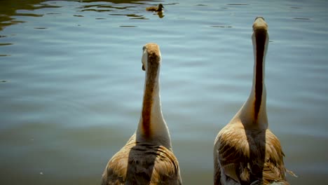 paar-der-Gänse-in-den-See-beobachten-Enten