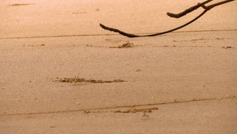 Tropischen-Krabben-in-seiner-natürlichen-Umgebung-an-einem-goldenen-Strand-in-der-Karibik