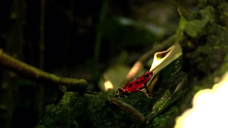 Strawberry-poison-red-dart-frog-in-its-natural-habitat-in-the-Caribbean