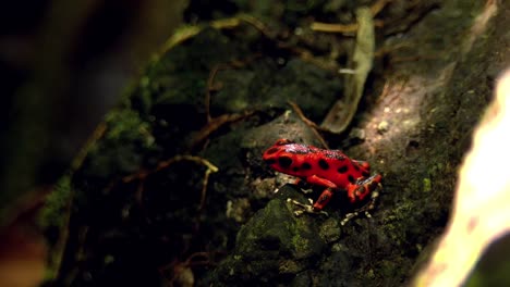 Erdbeere-Rot-Pfeilgiftfrosch-in-seinem-natürlichen-Lebensraum-in-der-Karibik