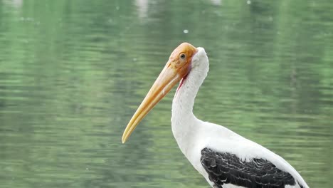 Painted-stork-birds.-4K-Resolution