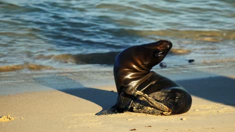 bebé-León-de-mar-en-una-playa-en-la-isla-santa-fe-en-las-Galápagos