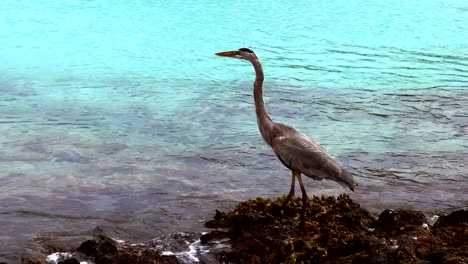 Garza-de-gran-azul-caza-en-isla-san-cristobal-en-las-islas-de-galalagos