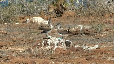 blue-footed-booby-courtship-display--nth-seymour