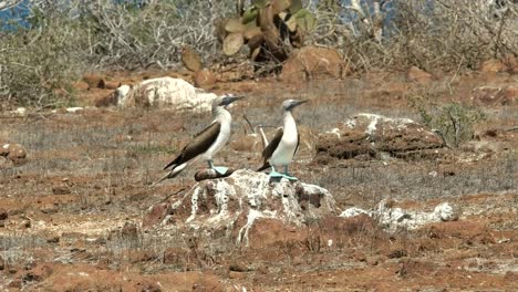 blau-footed-Sprengfallen-paar-tanzen-auf-einem-Felsen-am-n-ten-Seymour-in-den-Galapagos-Inseln