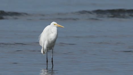 Great-Egret