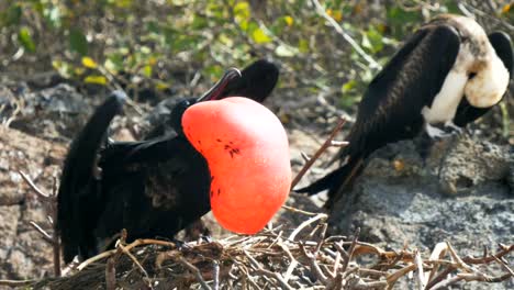 cerca-de-un-macho-y-hembra-frigatebird-magnífico-en-las-islas-de-galalagos